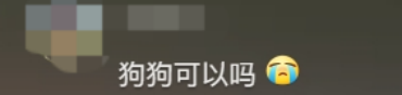 广东开通宠物专线,你愿意和猫狗同坐一车吗? 广东开通宠物专线,你愿意和猫狗同坐一车吗?
