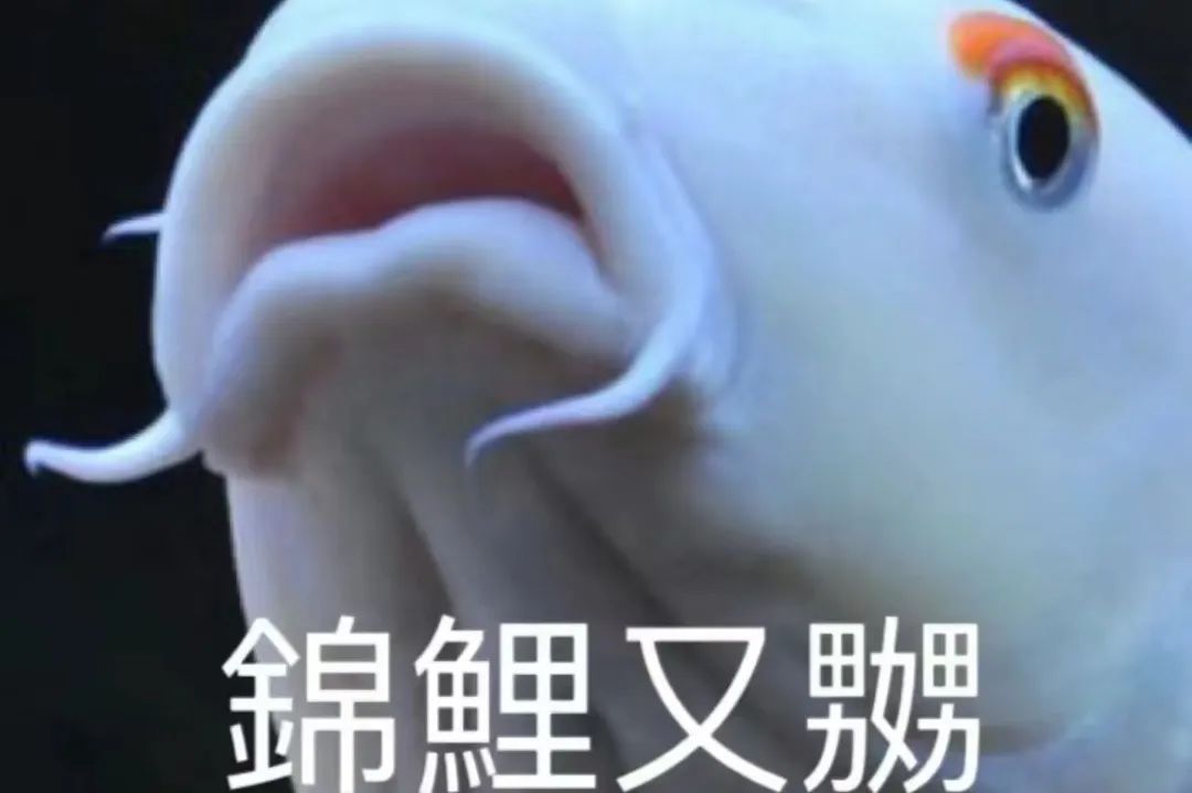 “锦鲤”表情包流行，只是广东人的自High吗？