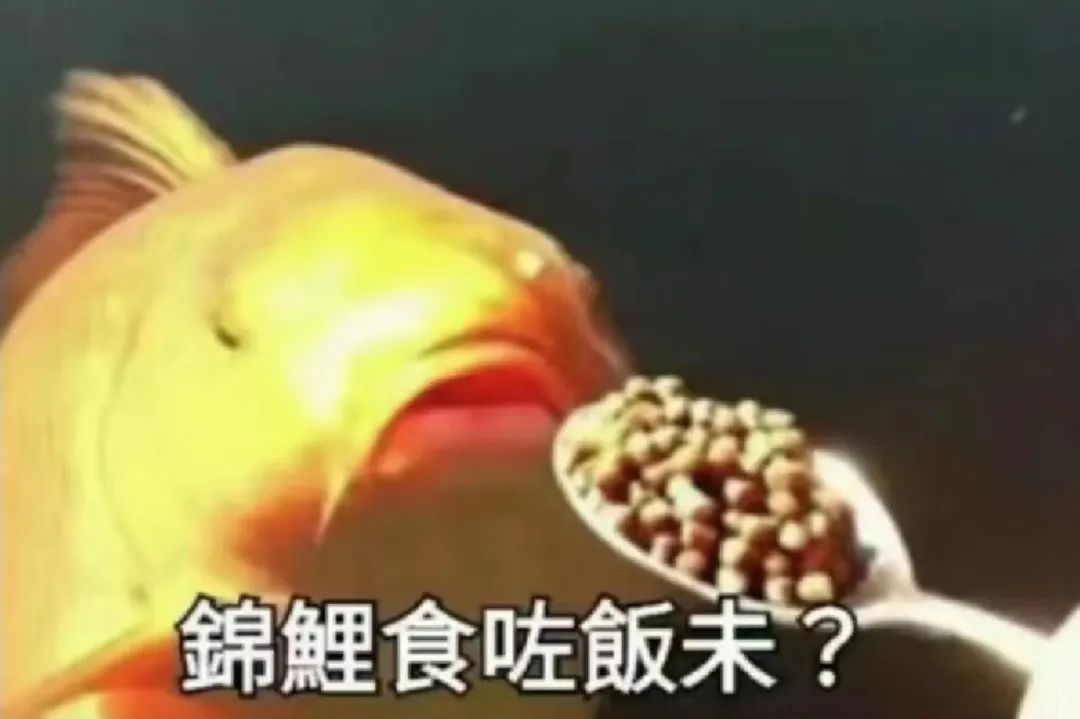 “锦鲤”表情包流行，只是广东人的自High吗？