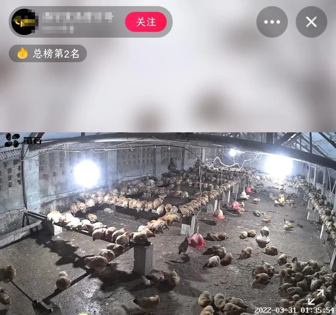 抖音骑呢直播,究竟玩到几癫? 抖音骑呢直播,究竟玩到几癫?