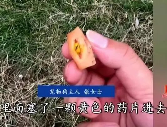 谁是凶手?广州10日内超40只狗被毒死! 谁是凶手?广州10日内超40只狗被毒死!