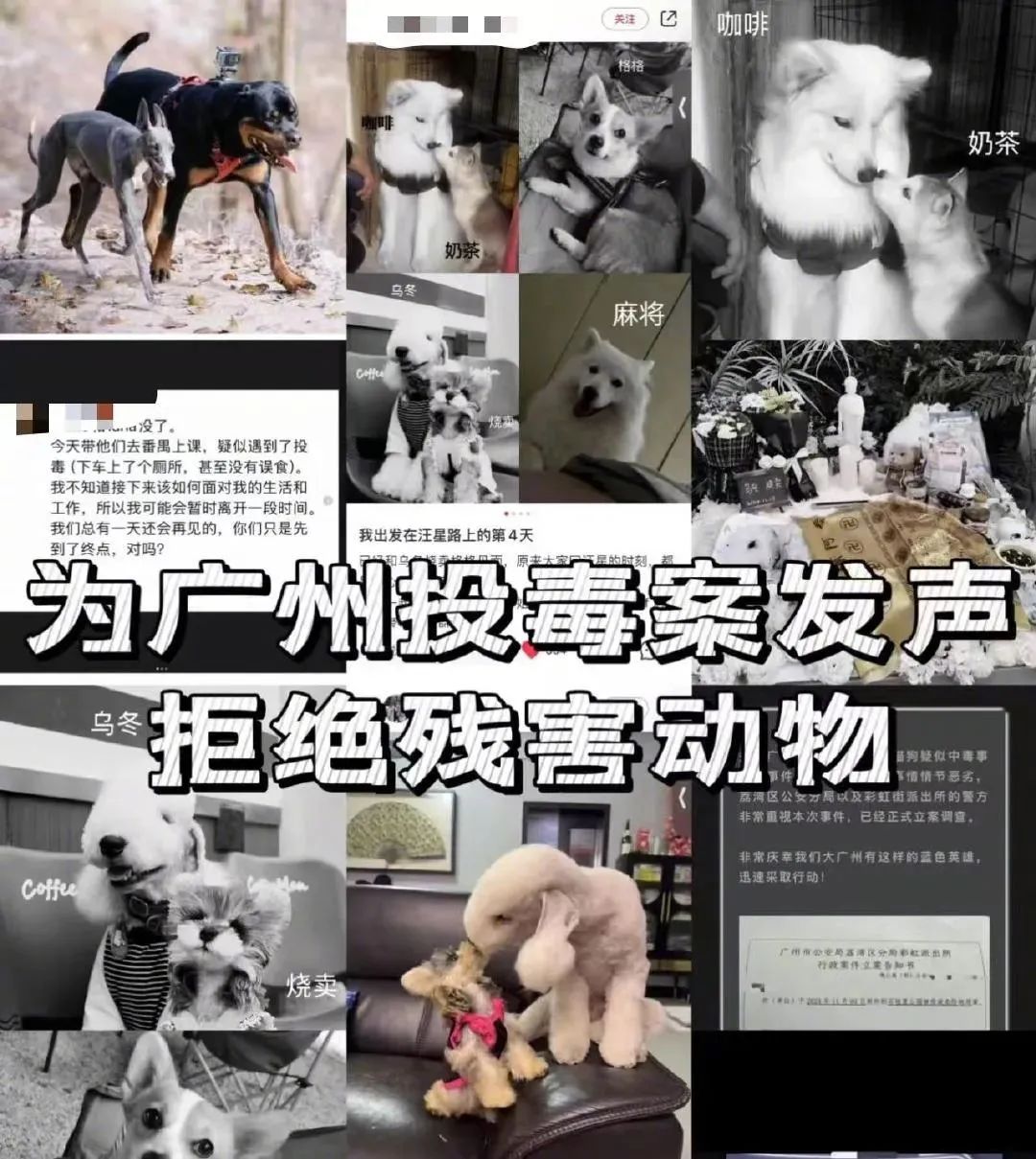 谁是凶手?广州10日内超40只狗被毒死! 谁是凶手?广州10日内超40只狗被毒死!