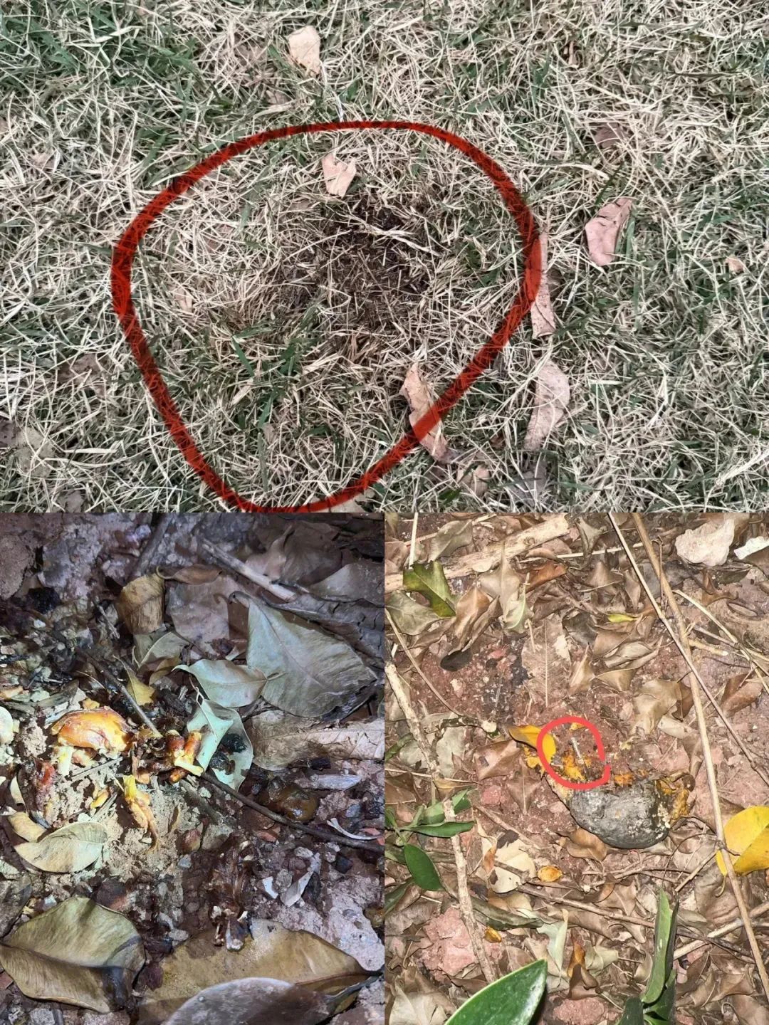 谁是凶手?广州10日内超40只狗被毒死! 谁是凶手?广州10日内超40只狗被毒死!