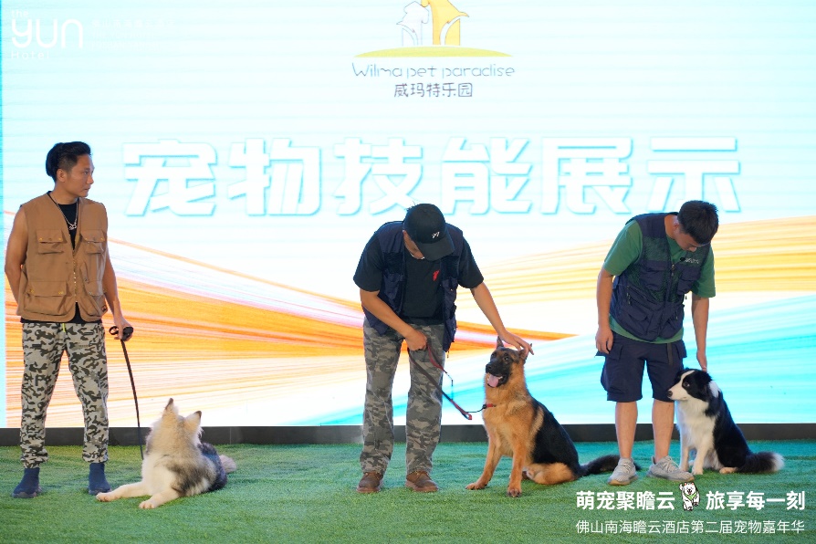 宠物乐园现场技能展示