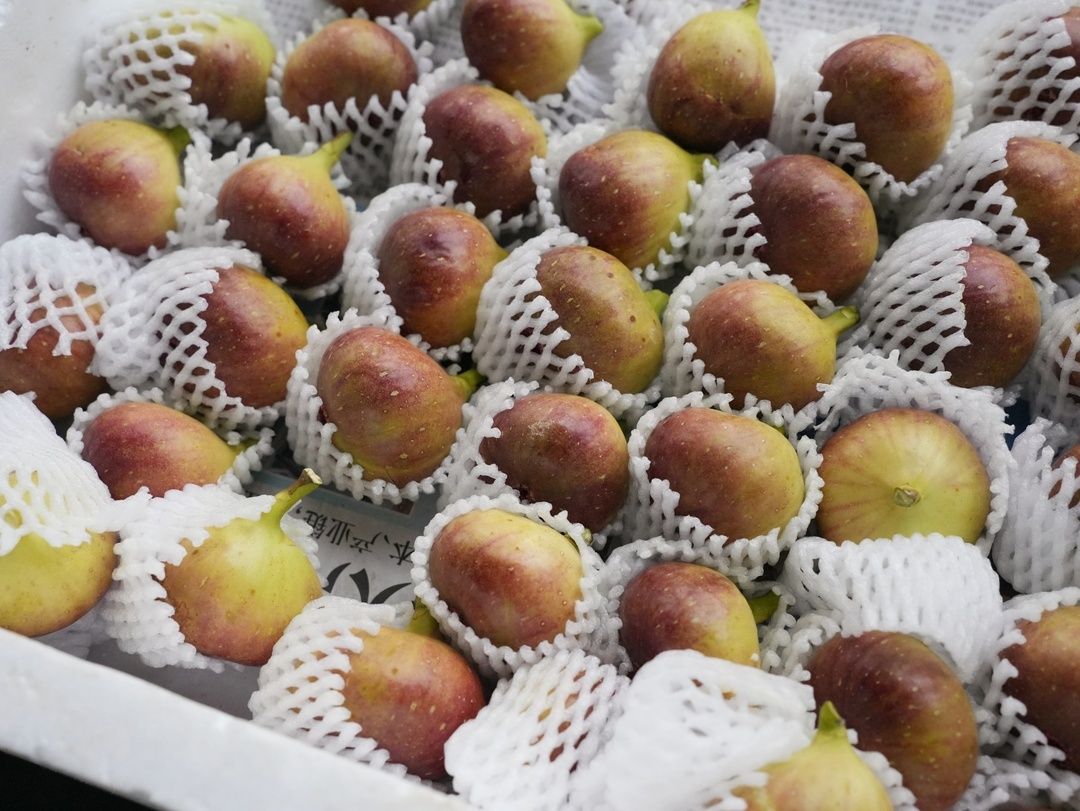 佛冈白云温泉度假山庄启幕金秋康养盛宴 ——解锁文旅融合新体验圆满举行