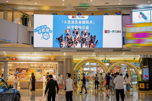 名创优品联合它基金发起“小流浪变身搜救犬”科学救助公益项目