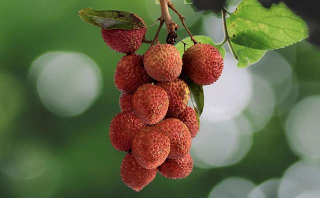 杨贵妃唔食广东荔枝?苏东坡听唔明广东话?