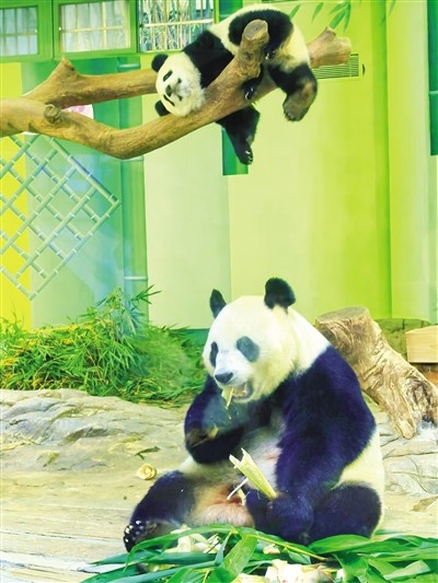 吃播界顶流来了!YY直播带你看大熊猫“妹珠”的趣味日常