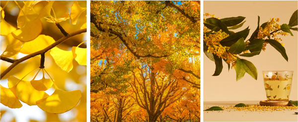 秋日松弛感指南：请收下花王的“治愈系”清单！