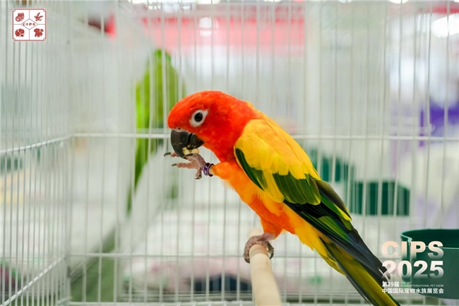 第29届中国国际宠物水族展览会迎「无限」而启，于广州荣耀开幕