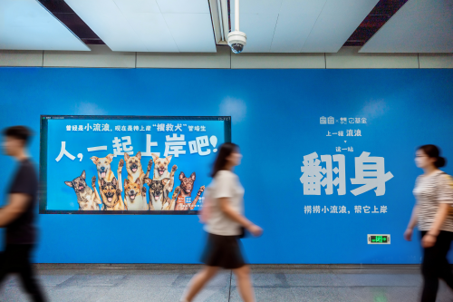 名创优品联合它基金发起“小流浪变身搜救犬”科学救助公益项目