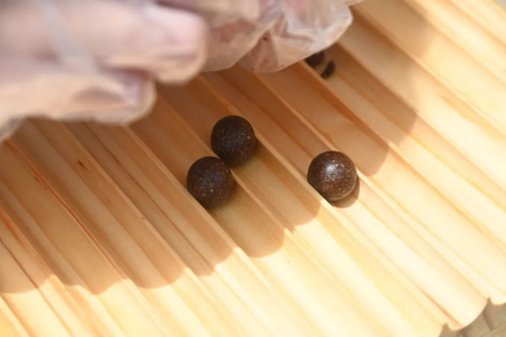 专业介绍系列 | 中药——弘扬国药·守护安康