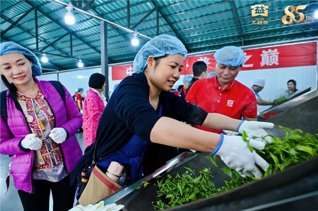 85年匠心守初心！大益勐海茶厂借厂庆奏响乡村振兴 “茶旅交响曲”