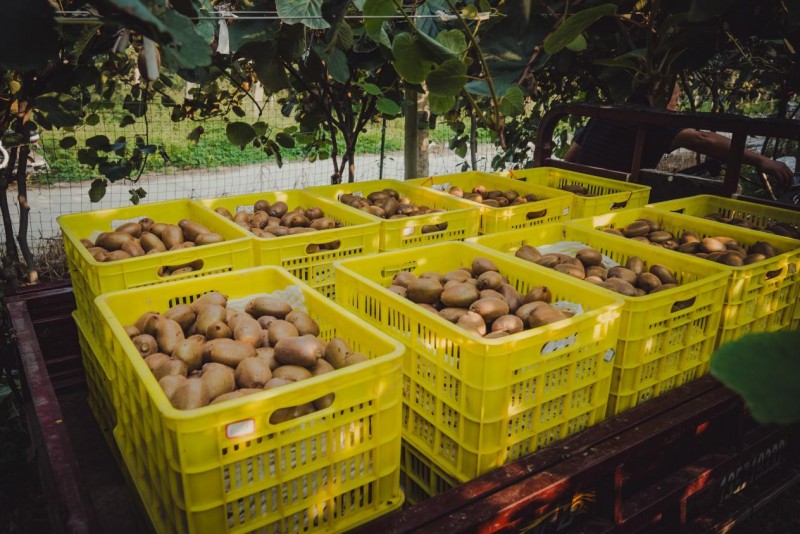 中国农民丰收节成功举办八届，百果园通过品牌+技术持续为果农增收助力