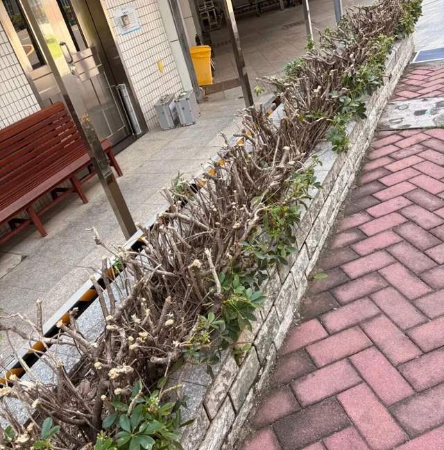 基孔肯雅热与恐慌之间,我们该防的是什么?