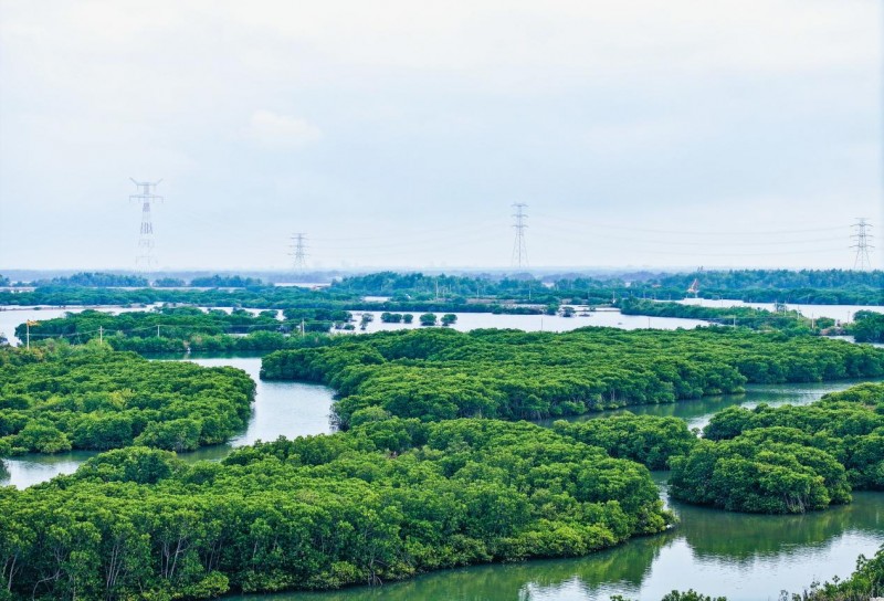 践行“两山”理念:中交广航局以创新实践守护“国宝”红树林,绘就“绿美广东”新画卷