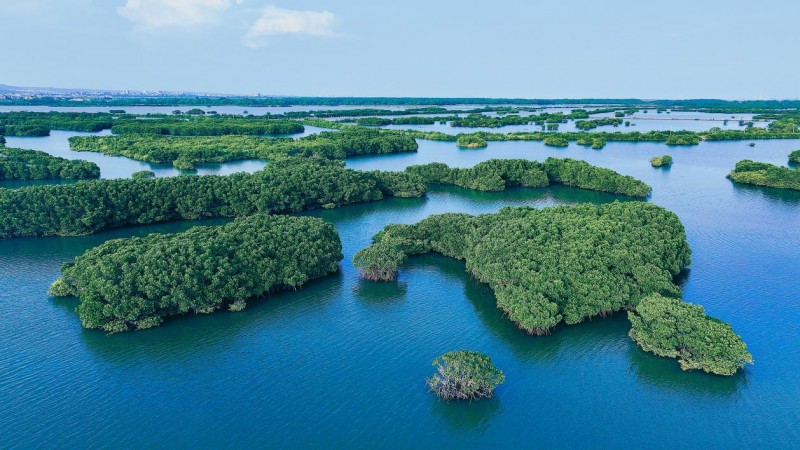 践行“两山”理念:中交广航局以创新实践守护“国宝”红树林,绘就“绿美广东”新画卷