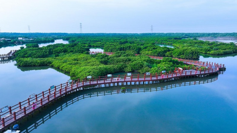 践行“两山”理念:中交广航局以创新实践守护“国宝”红树林,绘就“绿美广东”新画卷