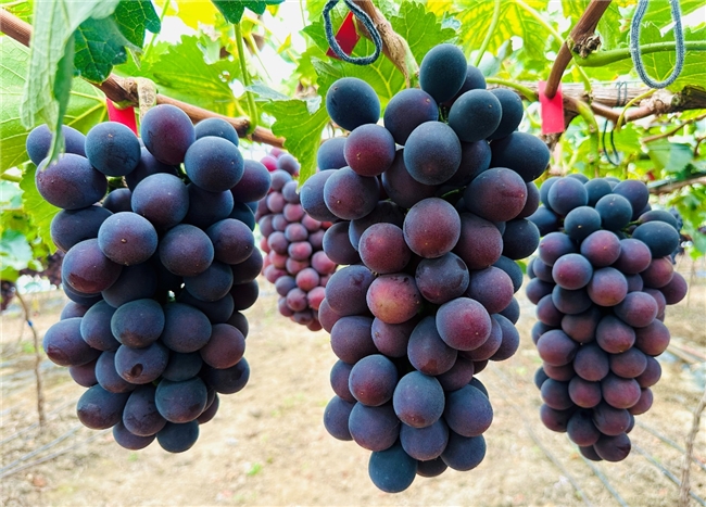 京东七鲜11.11全国征集好吃的水果! 上线“水果好吃榜”