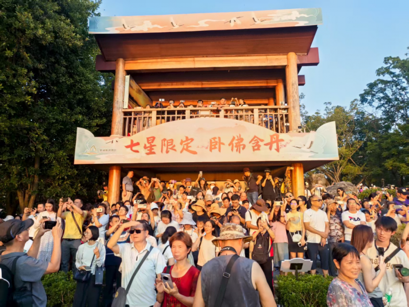 今天，“卧佛”成功“含丹”！
