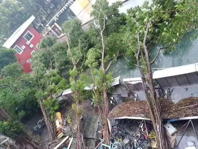 广东人等个台风等出了过年的感觉